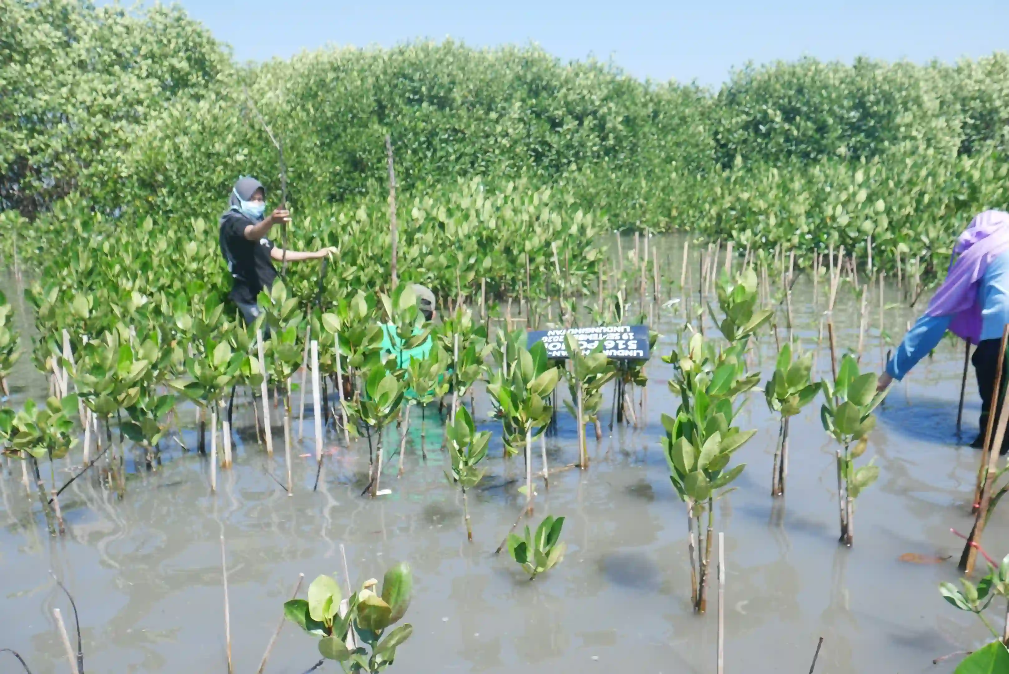 Sedekah Pohon LindungiHutan